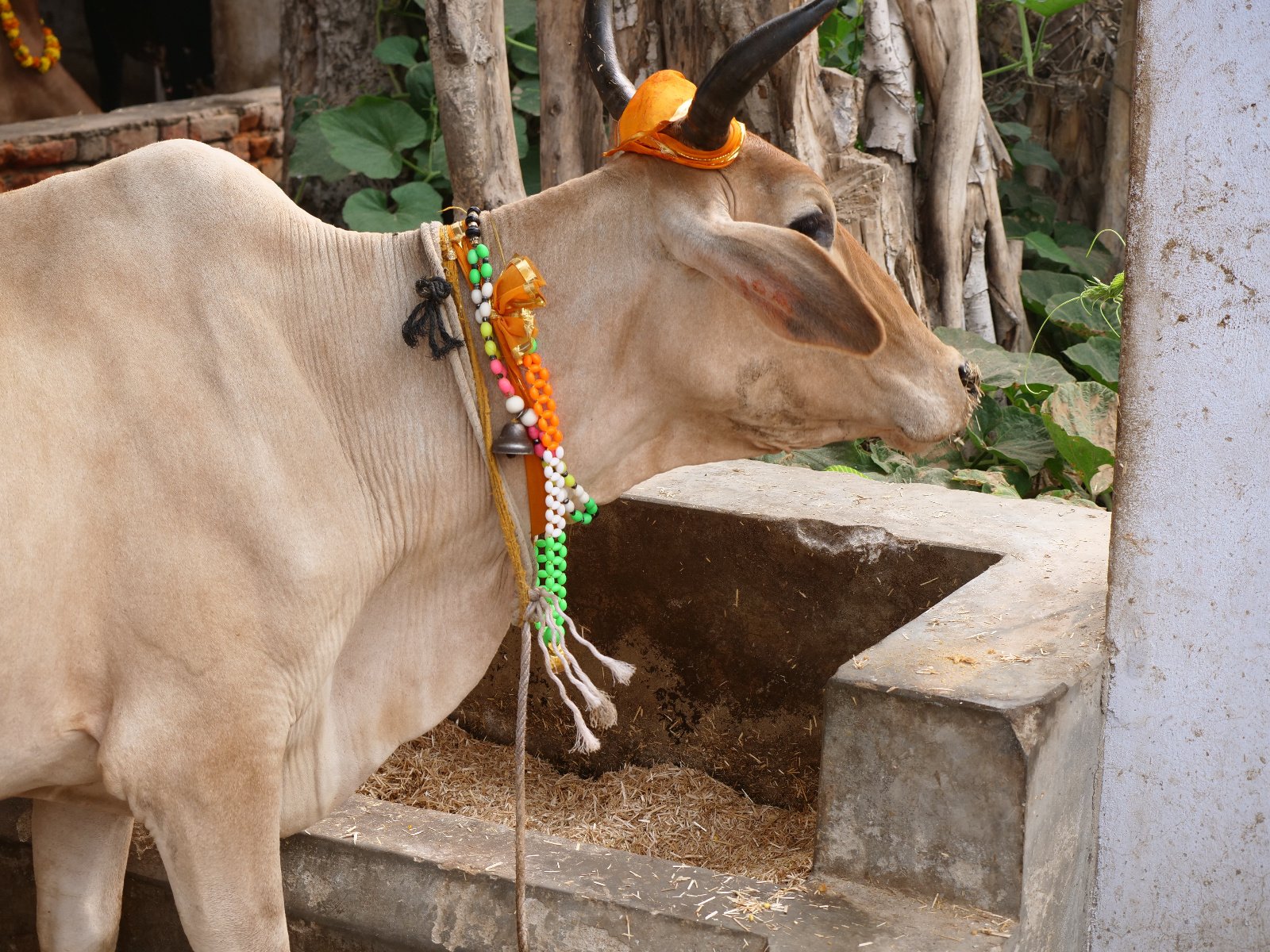  117 Gopashtami Radha kunda Govardhan 19.11.04